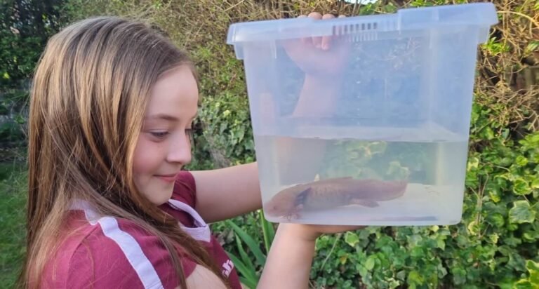 Girl Spots Endangered Axolotl Under a Bridge in Wales and Family Mounts Extraordinary Rescue Girl Spots Endangered Axolotl Under a Bridge in Wales and Family Mounts Extraordinary Rescue