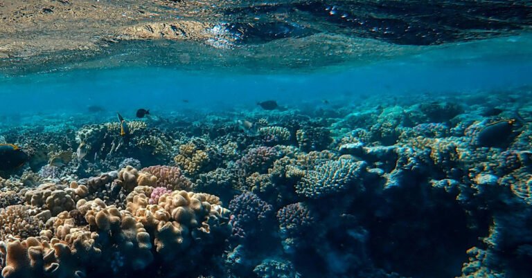How ‘marine superhighways’ could save coral reefs Search