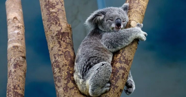How much it costs to save every threatened species in Australia Search