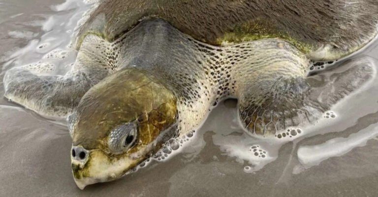 Lifeguard rescues one of world’s rarest sea turtles Search