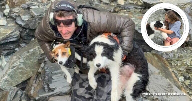 Lost dog rescued after week in New Zealand wilderness – The Good News Movement Lost dog rescued after week in New Zealand wilderness – The Good News Movement