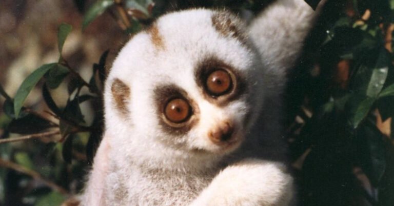 Rare, endangered slow loris rescued in Bangladesh Search