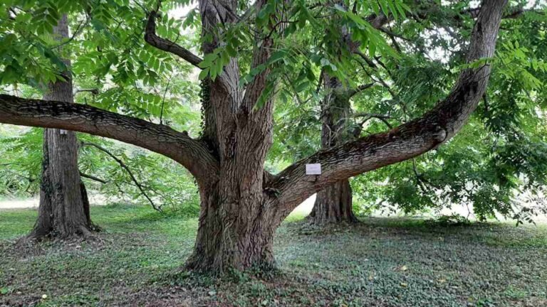 Scientists Track Where Butternut Tree has Resisted Deadly Disease–So Better Reforesting Can Follow Scientists Track Where Butternut Tree has Resisted Deadly Disease–So Better Reforesting Can Follow