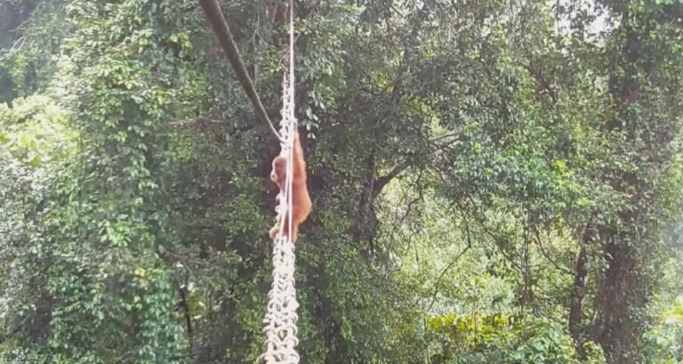 Success! Sumatran Orangutan Uses Rope Bridge to Cross Road for the First Time Connecting Habitats Success! Sumatran Orangutan Uses Rope Bridge to Cross Road for the First Time Connecting Habitats