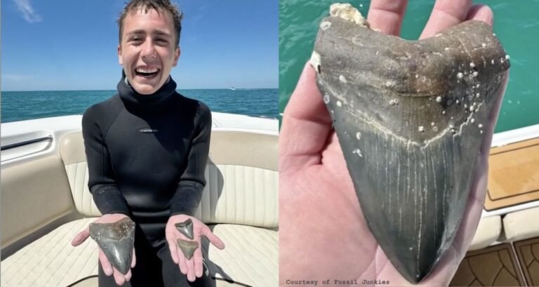 Teen Finds 6-Inch Megalodon Tooth Millions of Years Old While Diving for Fossils on Florida Coast Teen Finds 6-Inch Megalodon Tooth Millions of Years Old While Diving for Fossils on Florida Coast
