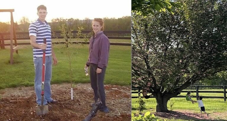 Tree They Planted as Teen Sweethearts Suddenly Had Baby Offshoot Growing After She Got Pregnant Tree They Planted as Teen Sweethearts Suddenly Had Baby Offshoot Growing After She Got Pregnant