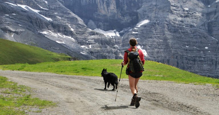 Volunteer to take a shelter dog on a hike in Alaska Search