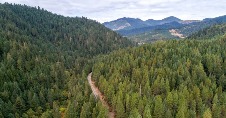 We must plant forests, not just trees Search