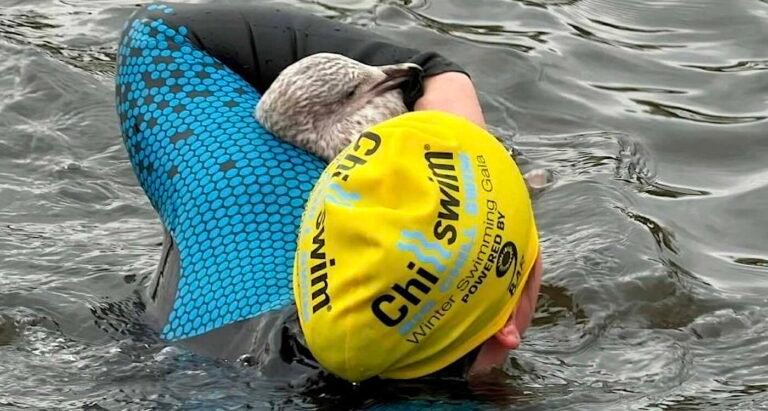 Woman Braves Frigid Water to Rescue Seagull Trapped and Hooked by Fishing Line Woman Braves Frigid Water to Rescue Seagull Trapped and Hooked by Fishing Line