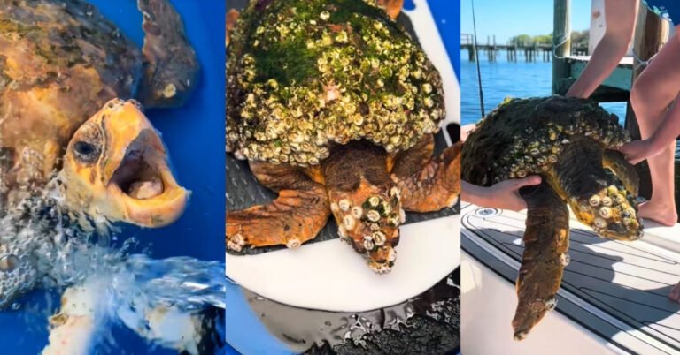 Woman spends 92 days saving a sea turtle’s life Search