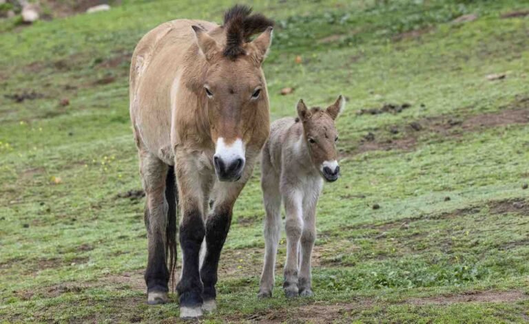 World’s Last Wild Horse Thriving After 3 Years in Spain’s Gallop Towards Rewilding World's Last Wild Horse Thriving After 3 Years in Spain's Gallop Towards Rewilding