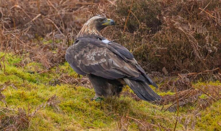 ‘King of the birds’ set to return to England’s skies