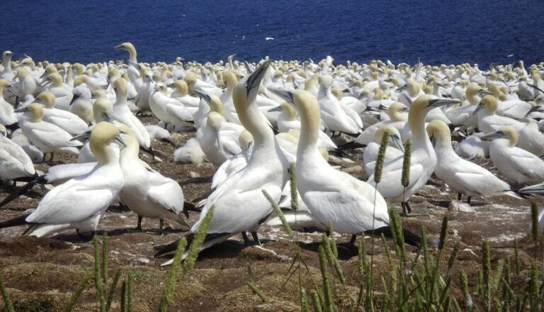 70% Drop in Levels of Forever Chemicals Observed in Seabird Eggs Tracks Regulatory Success 70% Drop in Levels of Forever Chemicals Observed in Seabird Eggs Tracks Regulatory Success