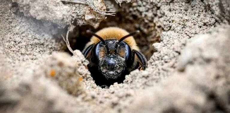A New York Cemetery Was Hiding Over 5 Million Burrowing Bees, One of the World’s Largest Concentrations A New York Cemetery Was Hiding Over 5 Million Burrowing Bees, One of the World's Largest Concentrations