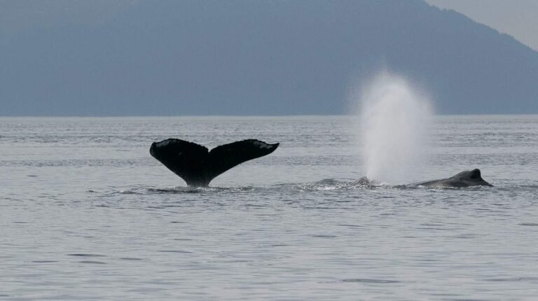 AI Used to Pinpoint Whale Heat Signatures to Prevent Ship Collisions in San Francisco Bay AI Used to Pinpoint Whale Heat Signatures to Prevent Ship Collisions in San Francisco Bay