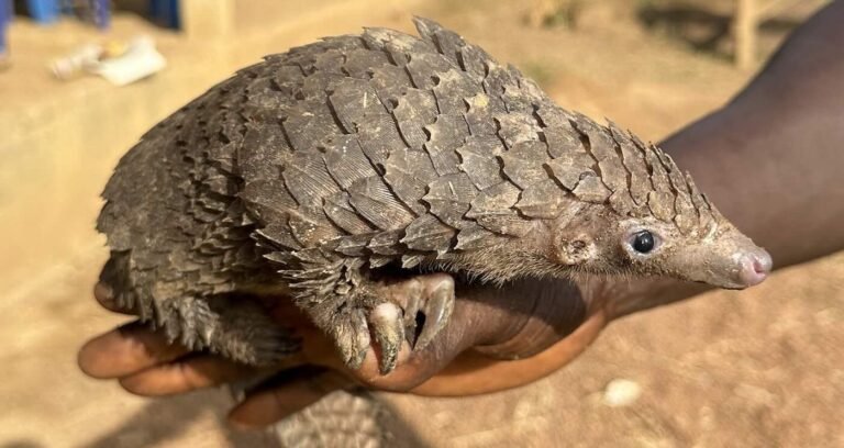 Animal DNA Samples Can Pinpoint Hotspots of Illegal Wildlife Trade Routes Animal DNA Samples Can Pinpoint Hotspots of Illegal Wildlife Trade Routes