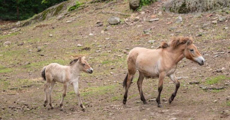 Bronx Zoo celebrates birth of world’s last ‘truly wild’ horse Search