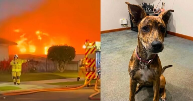 Dog Saved from Pound Rescuers New Owner from House Fire: ‘A genuine treasure’ Dog Saved from Pound Rescuers New Owner from House Fire: ‘A genuine treasure’