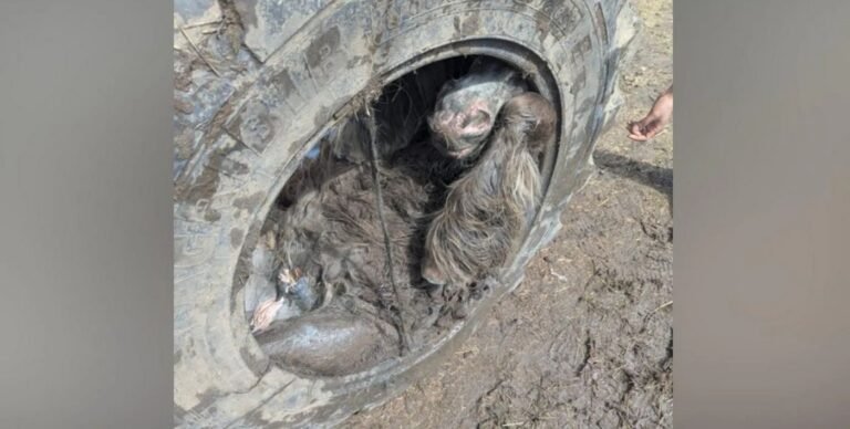 English Pony Found Unharmed Having Been Trapped Entirely Inside a Tractor Tire English Pony Found Unharmed Having Been Trapped Entirely Inside a Tractor Tire