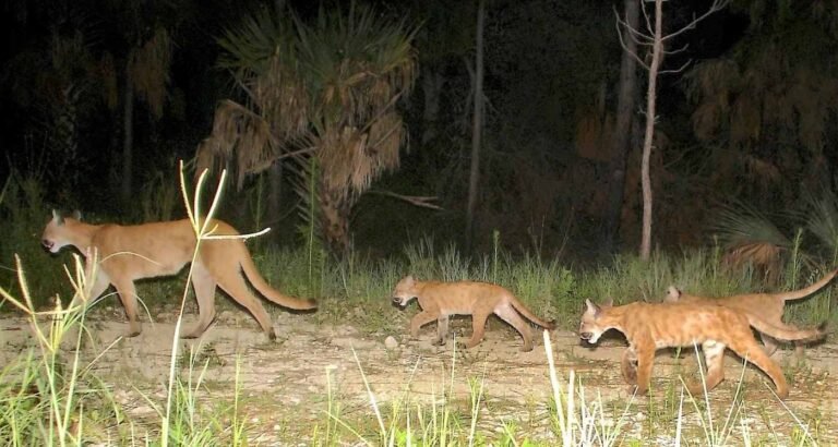 Everglades Restoration Project Ongoing for 20-Plus Years Sees Huge Rewilding Success