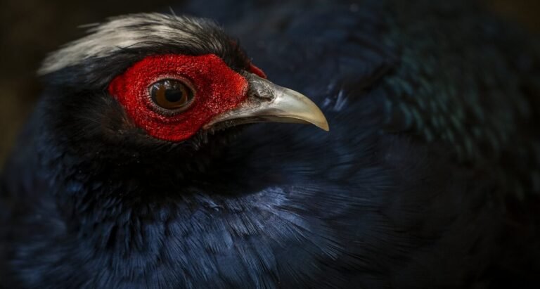 Fabulous Vietnam Pheasant Not Seen in 20 Years Returns to Wild Thanks to Zoo Coalition Fabulous Vietnam Pheasant Not Seen in 20 Years Returns to Wild Thanks to Zoo Coalition