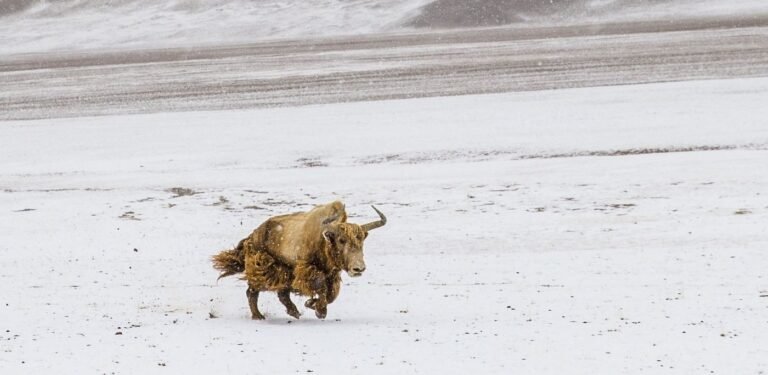 First of its Kind Effort Sees China Clone Wild Yaks to Save Subspecies Numbering Fewer Than 300 First of its Kind Effort Sees China Clone Wild Yaks to Save Subspecies Numbering Fewer Than 300