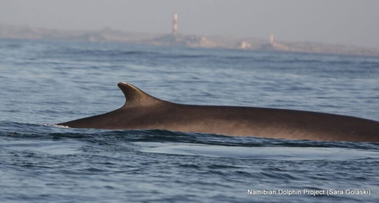Increased Sightings of World’s Two Largest Whale Species Decimated By Hunting Provides New Hope for Survival Increased Sightings of World’s Two Largest Whale Species Decimated By Hunting Provides New Hope for Survival