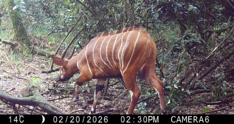 Incredibly Rare Bongos Caught on Trail Cam in Area They Were Thought to be Extinct Incredibly Rare Bongos Caught on Trail Cam in Area They Were Thought to be Extinct