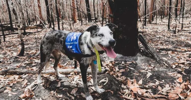 ‘Koala-sniffing dogs’ train to save marsupials from fires, floods Search