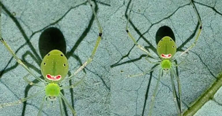 New species of ‘happy face spider’ discovered in India Search