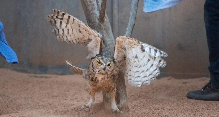 Owl Found in Concrete Gets Feather Transplant So it Can Fly Silently Again into the Wild (Watch) Owl Found in Concrete Gets Feather Transplant So it Can Fly Silently Again into the Wild (Watch)