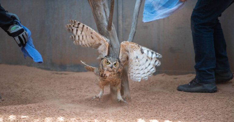 Owl found in concrete mixer flies free after feather transplant Search