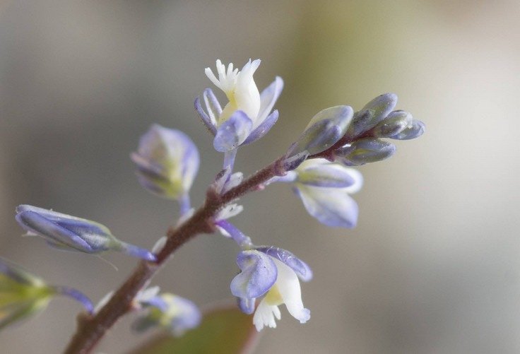 Rare British Plant Makes Extraordinary Comeback from Brink of Extinction Rare British Plant Makes Extraordinary Comeback from Brink of Extinction