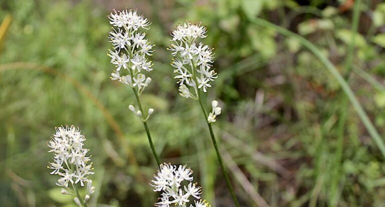 Scientist Discovers New Species of Wildflower That Only Grows in New Jersey Scientist Discovers New Species of Wildflower That Only Grows in New Jersey