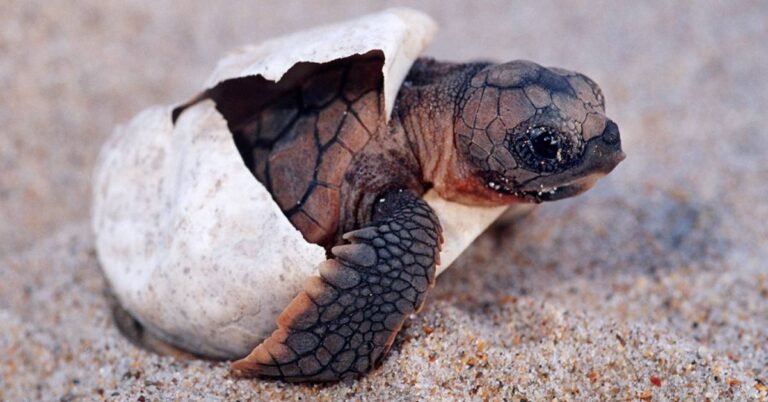 Sea turtle beats the odds in six-year rehab journey Search