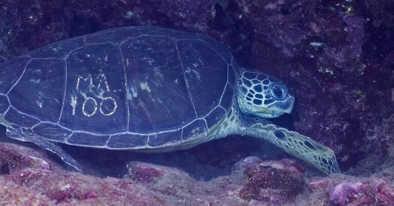 Sea turtle shell ‘graffiti’ results in 600-person conservation project Search