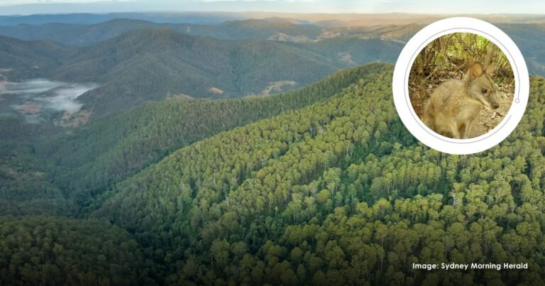 $10 million donation transforms Australian forest into nature reserve – The Good News Movement $10 million donation transforms Australian forest into nature reserve – The Good News Movement