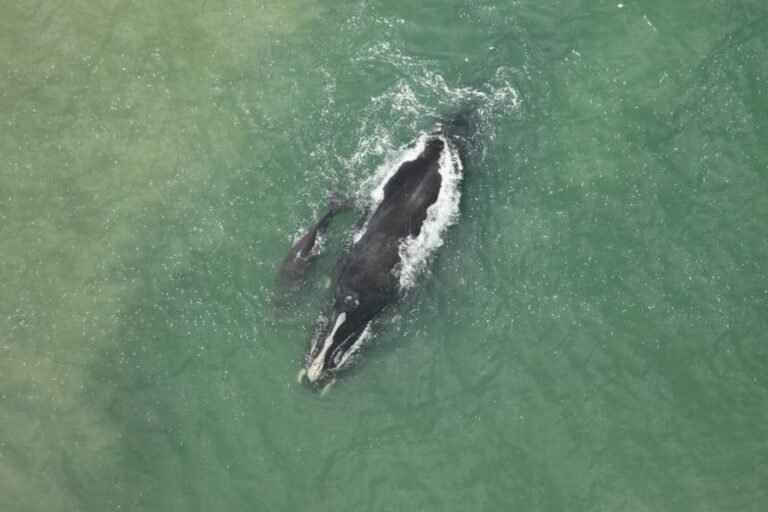 2026 Sees the Most Right Whale Calves Born in One Season Since 2009 2026 Sees the Most Right Whale Calves Born in One Season Since 2009