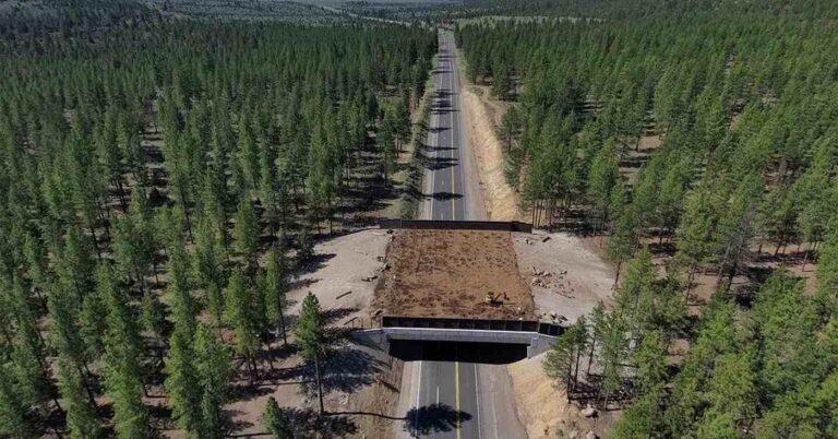 3 Mule Deer Inaugurate California’s Newest Wildlife Crossing Bridge