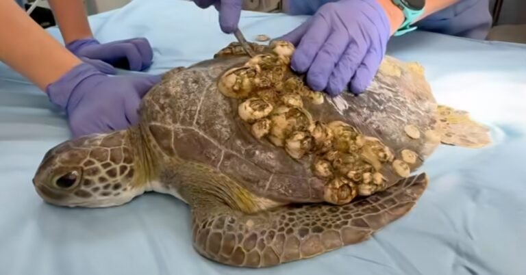 5 rescued sea turtles have amazing 2-month recovery Search