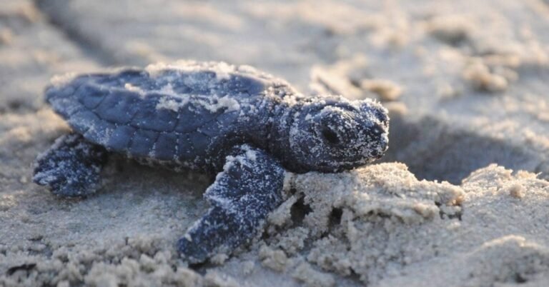 7 things you need to know this sea turtle nesting season Search