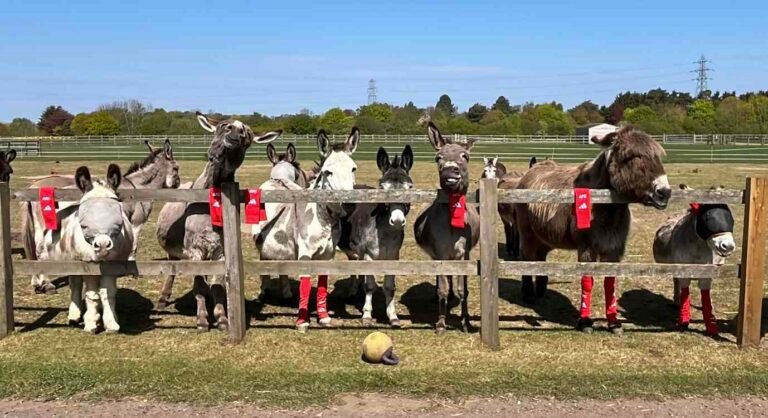 Arsenal Donates Old Football Socks to Sick Horses and Donkeys