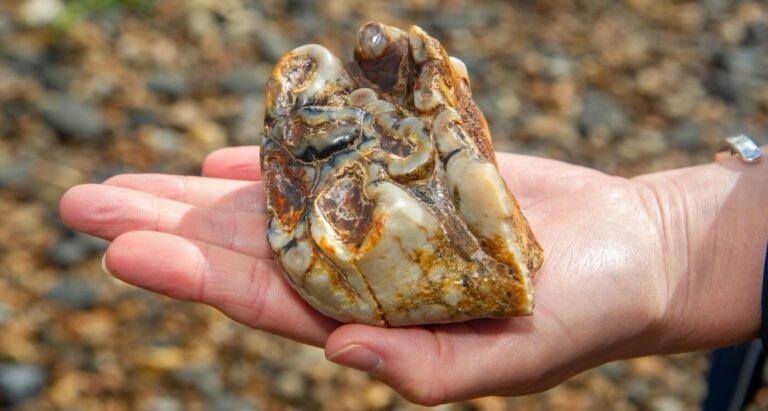 Boy Finds 2 Million-year-old Tooth From Elephant Ancestor on Beach Walk Boy Finds 2 Million-year-old Tooth From Elephant Ancestor on Beach Walk
