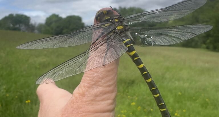Britain’s Longest Dragonfly Hitches Ride on Woman’s Thumb
