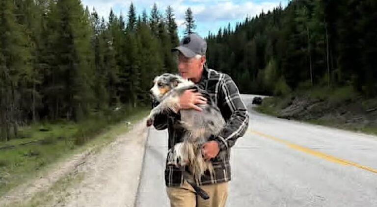 Community Spares No Effort to Reunite Lost Dog with Owner After Their Car Was Rolled in a Crash Community Spares No Effort to Reunite Lost Dog with Owner After Their Car Was Rolled in a Crash