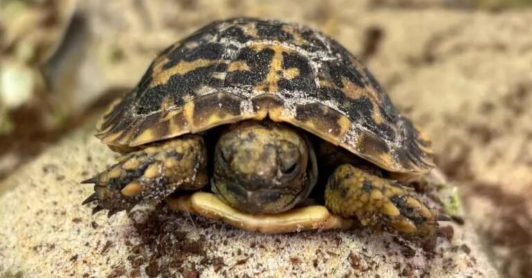 Conservationists celebrate birth of baby pancake tortoise Search