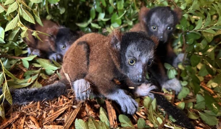 Critically-Endangered Red Ruffed Lemur Triplets Born at Wild Georgia Theme Park