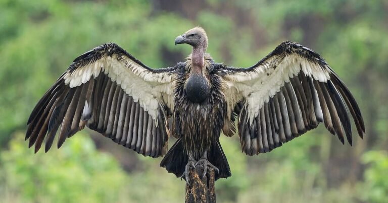 Critically Endangered White-Rumped Vulture Returns to Cambodia Refuge After Years of Effort Critically Endangered White-Rumped Vulture Returns to Cambodia Refuge After Years of Effort