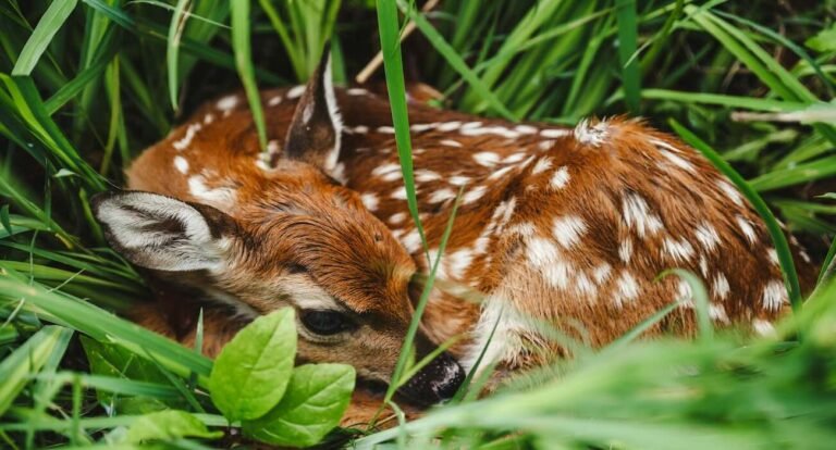 Drones are Saving Hundreds of Fawns From Mower Deaths in Germany (WATCH)