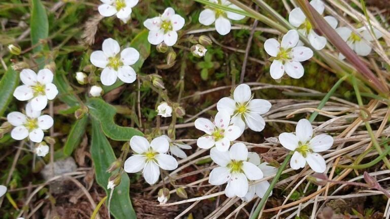 Ecosystem of Pansies Thrives on Soil Contaminated by Lead Mining–Turning it into Clean Organic Compounds Ecosystem of Pansies Thrives on Soil Contaminated by Lead Mining–Turning it into Clean Organic Compounds